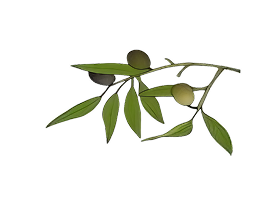 Client Logo Elaiones Favvas